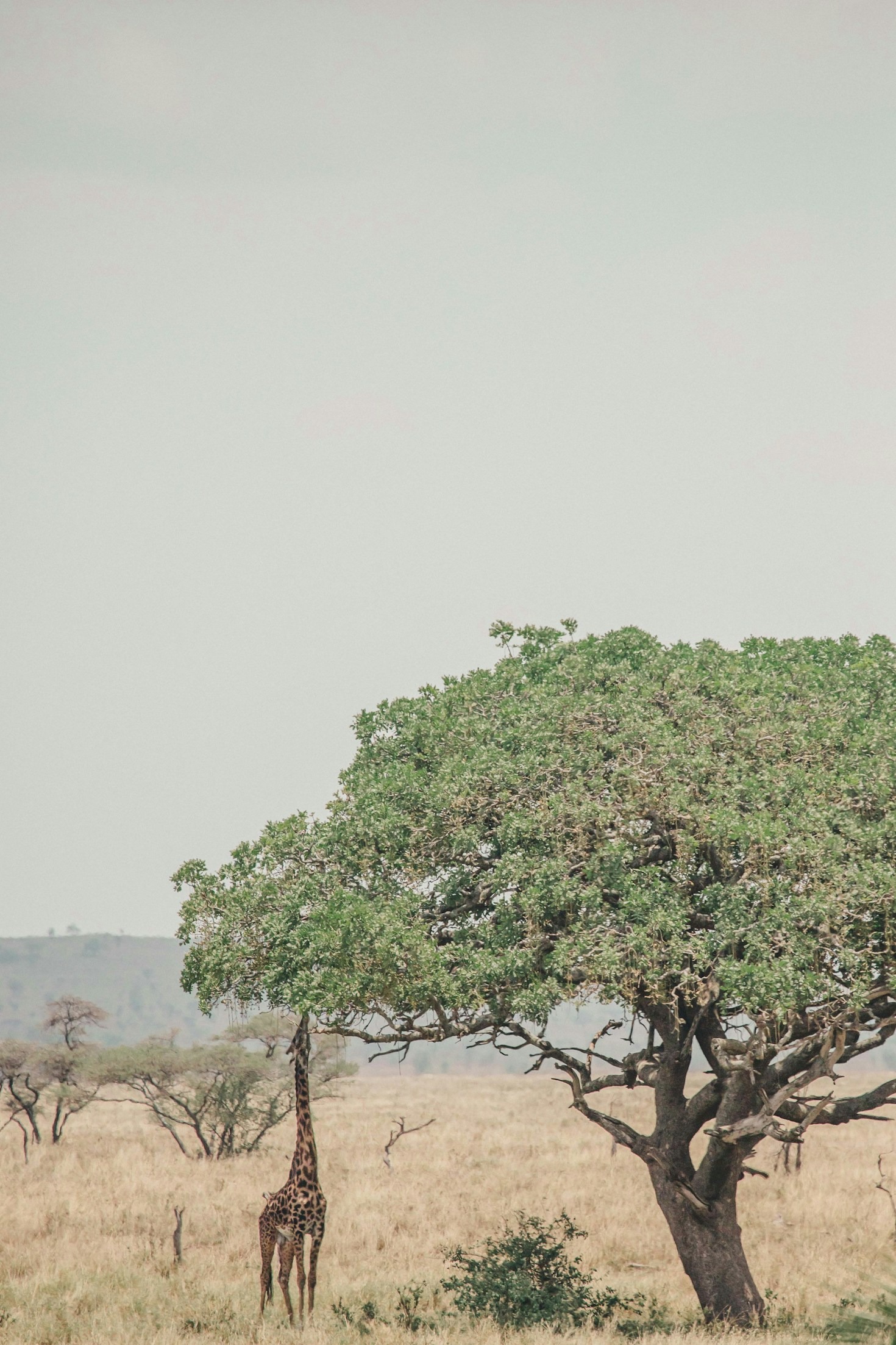 The Role of Digital Platforms in Africa’s Narrative